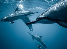 凤凰体育-华体育官网最新版：重新定义体育观赛体验